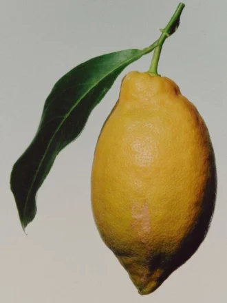 (100 ml) Blue Incense Eau De Parfum