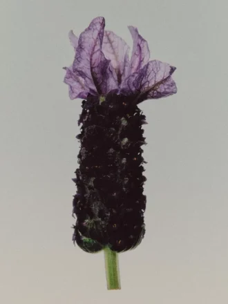 (100 ml) Bronze Lavender Eau De Parfum