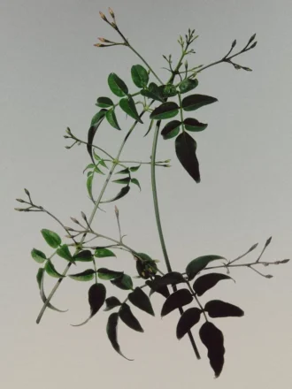 (100 ml) Jasmin Gris Eau De Parfum